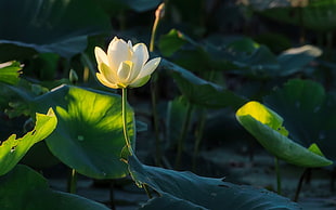 white lotus flower, photography, nature, flowers, plants