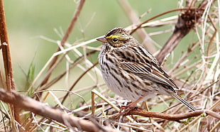 brown bird perching on branch closeup photography, savannah sparrow