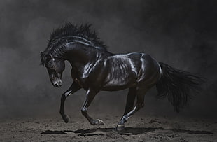 black horse, animals, horse