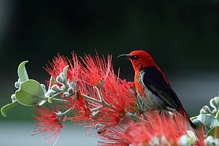 red and black short beak bird perched on green stem