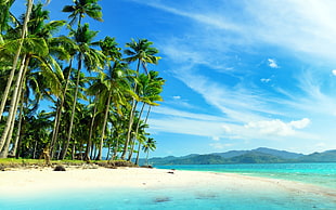 green palm trees, beach, palm trees, tropical