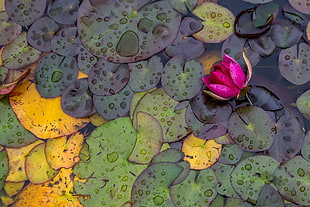 lily pads on water, water, leaves, flowers, plants