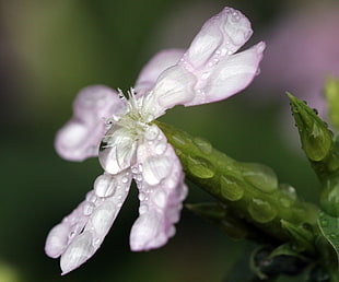 selective-focused of white and purple petaled flower with water dew