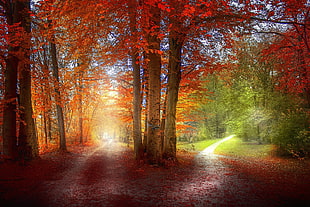 grass, path, red, green