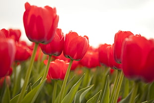 red Tulips closeup photography at daytime HD wallpaper