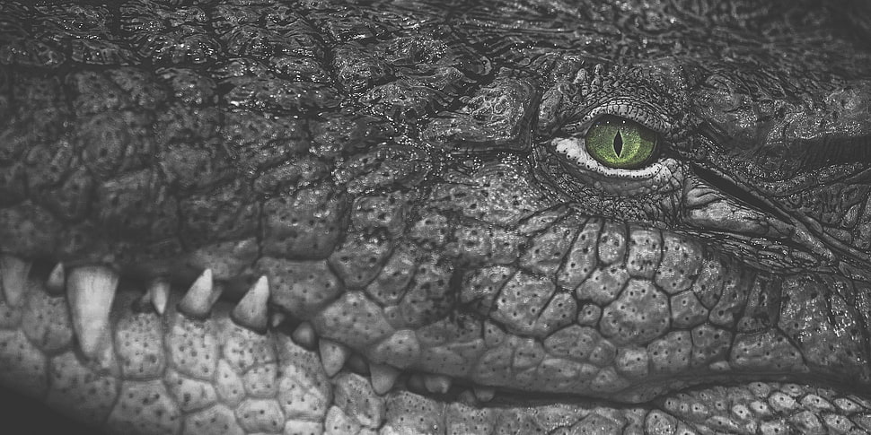 closeup photo of crocodile head HD wallpaper