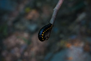 black and brown caterpillar