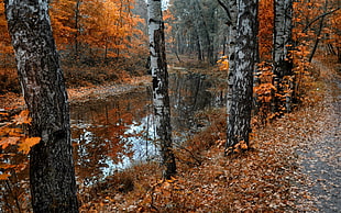maple leaf trees beside lake HD wallpaper