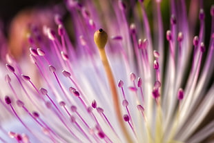 purple pincushion flower in close-up photo