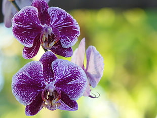selective photography of purple Moth orchid flower