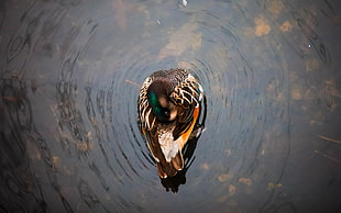 mallard duck on body of water HD wallpaper