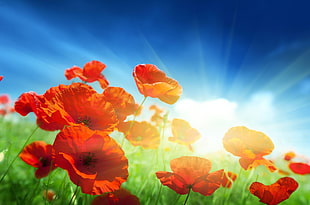 red poppies shined down by sun HD wallpaper