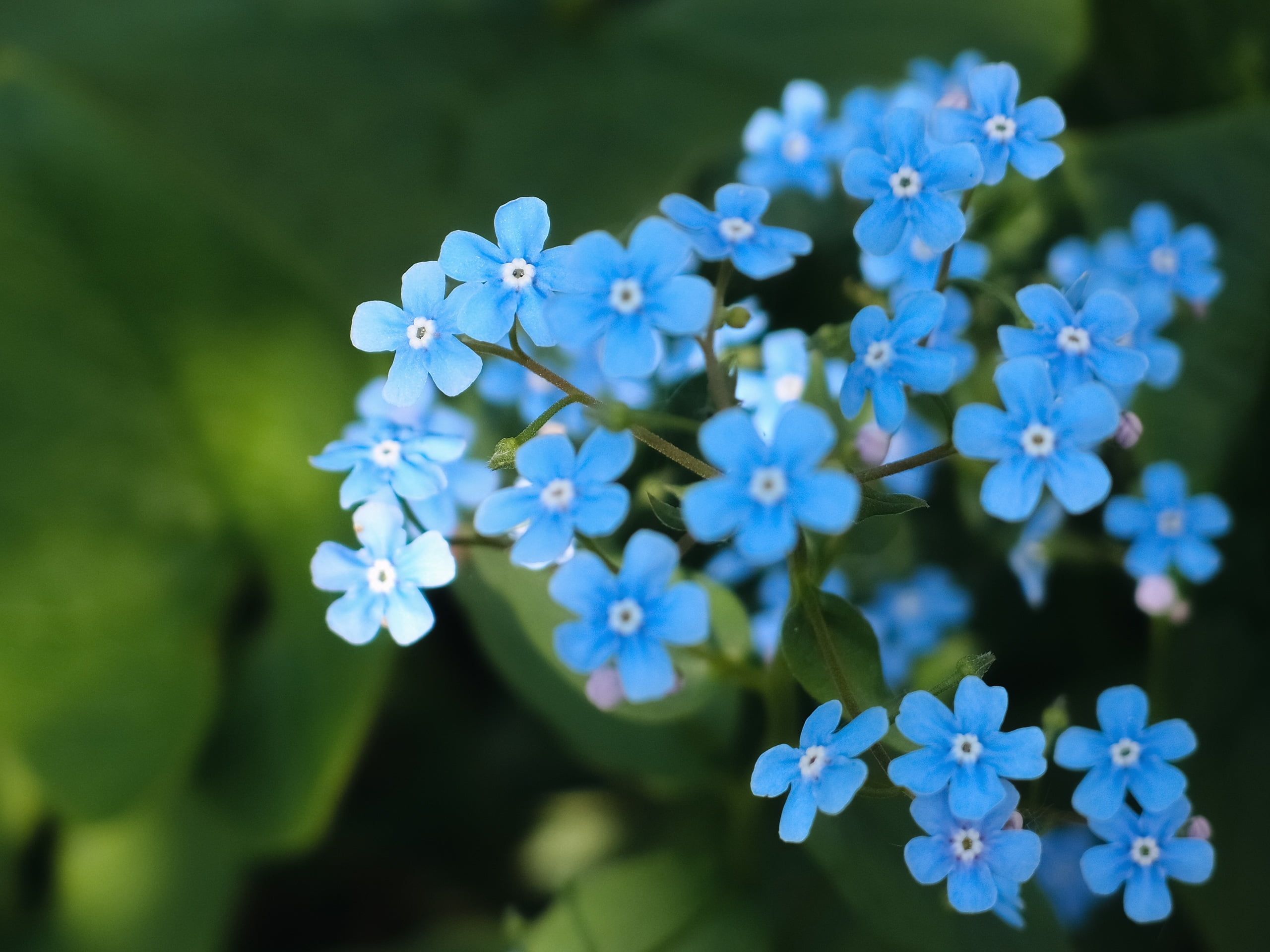 Микро цветы. Китайская Незабудка. Голубые цветы. Бело голубые цветы.