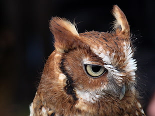 photo of brown owl