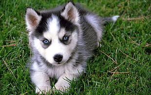 white and black Alaskan Malamute puppy, Siberian Husky , dog, puppies HD wallpaper