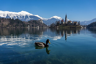 duck soaking at the calm body of water with mountain cape of snow as background HD wallpaper