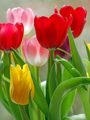 Tulips field closeup photography