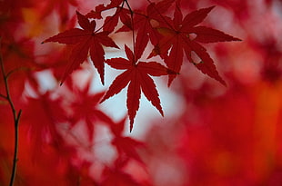 photo of red maple leaf HD wallpaper