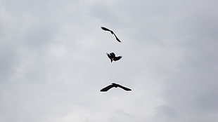 three black birds, nature, flying, birds, sky HD wallpaper