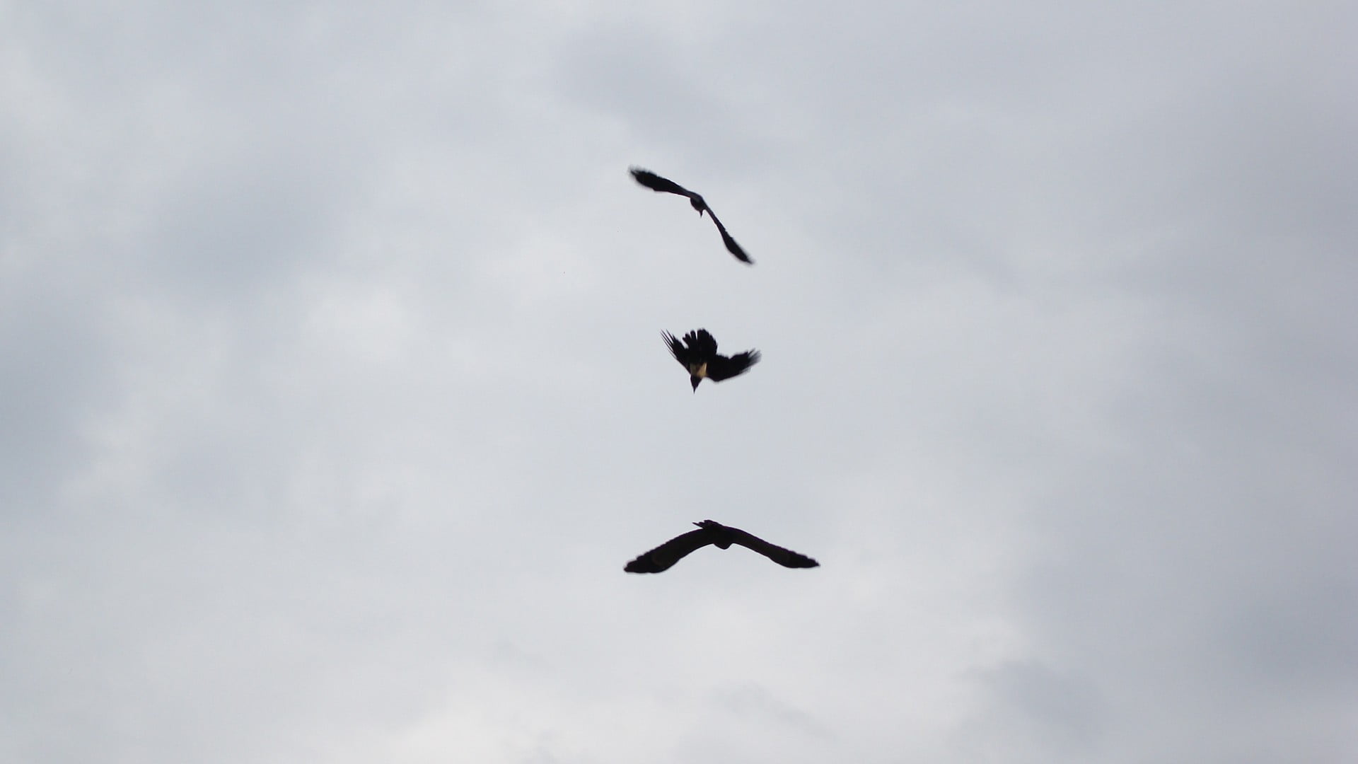 three black birds, nature, flying, birds, sky