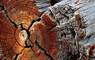 closeup photography brown log, wood, trees, texture, nature