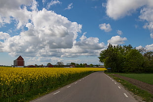 empty street near fklower field under white clouds and blue sky HD wallpaper
