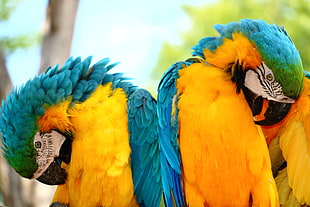 yellow,blue,green birds