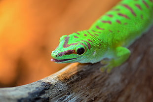 green reptile on gray log closeup photo, gecko
