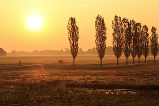 man walking on grass field under orange sunset HD wallpaper