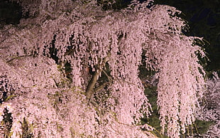 landscape photograph of pink cherry blossom