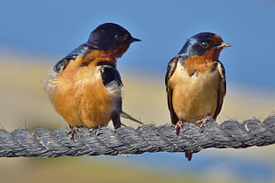 two brown-and-black feather birdsa, horicon