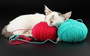 short-haired white cat, cat, animals