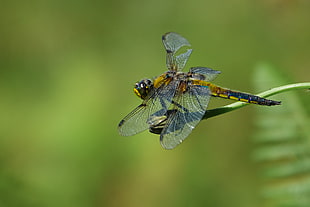 beige dragonfly on green stem
