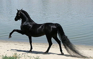 black horse standing on shore