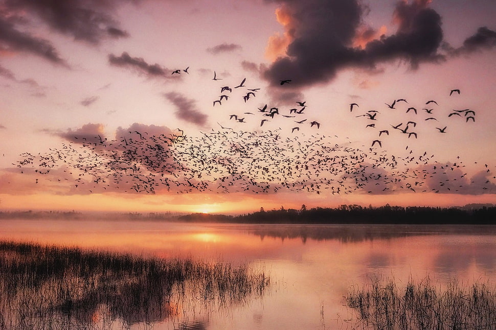 flock of bird, nature HD wallpaper