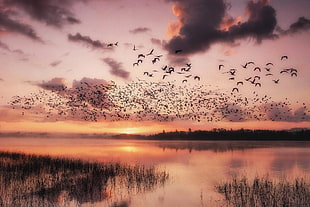 flock of bird, nature