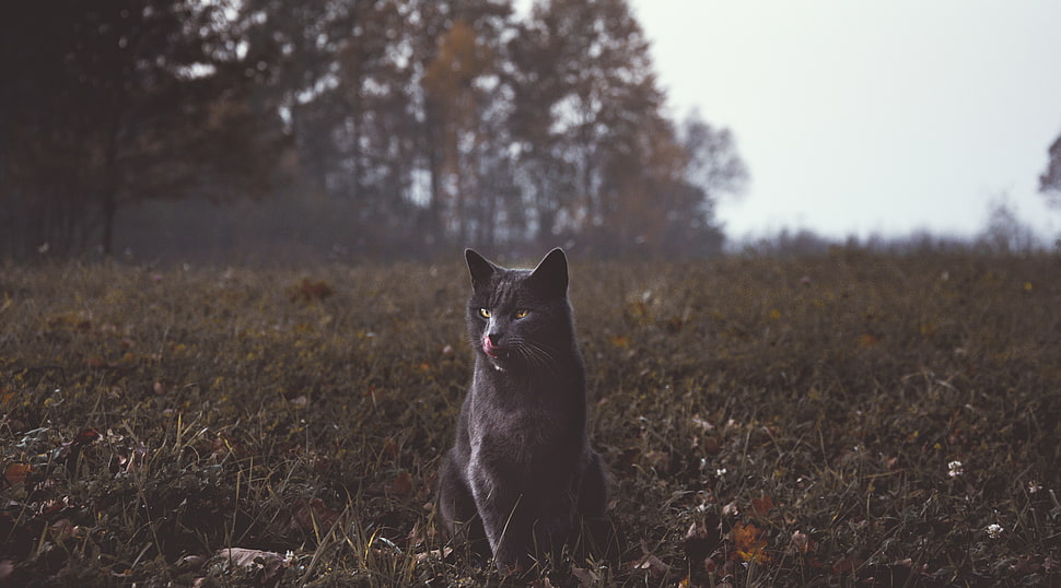 short-coated black cat, Cat, Gray, Walk HD wallpaper