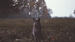 short-coated black cat, Cat, Gray, Walk