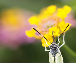 yellow and gray  insect HD wallpaper