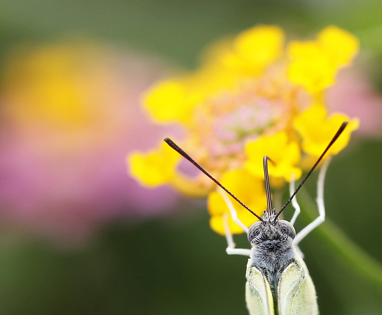 yellow and gray  insect