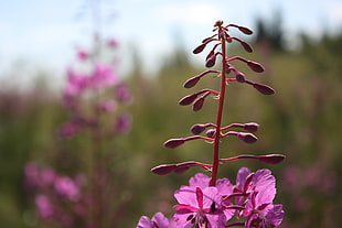 pink petaled flower, nature, landscape, Karelia, flowers