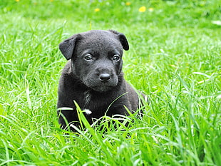 black Labrador Retriever puppy on grass field HD wallpaper
