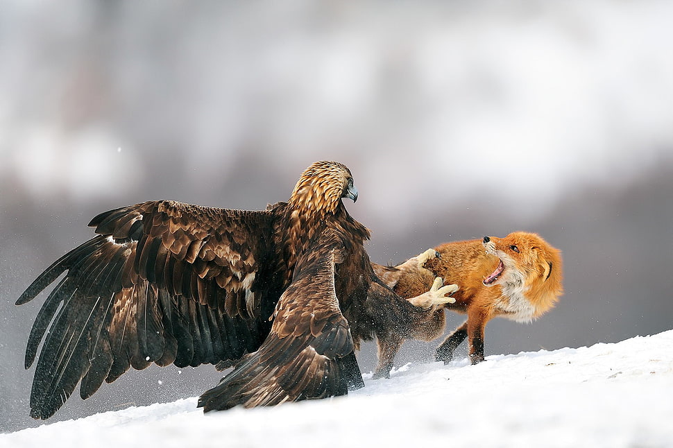 brown eagle and fox HD wallpaper