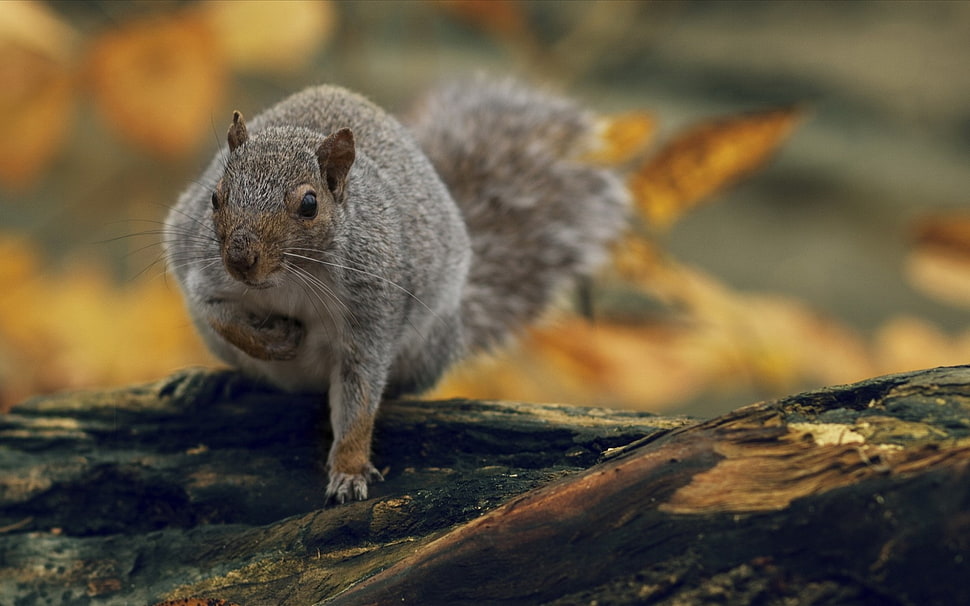 squirrel on tree HD wallpaper