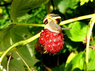 snail climbing on raspberry HD wallpaper