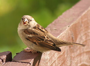 brown and grey bird on wooden board at daytime