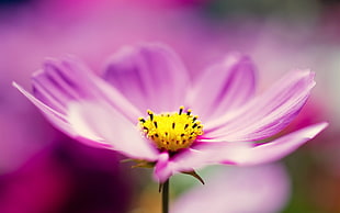 close up photo of pink cosmos flower