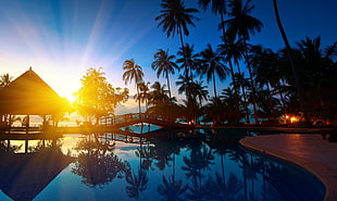 blue swimming pool, water, sunlight, reflection, palm trees