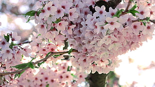 closeup photo of white Cherry Blossoms