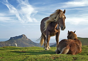 two brown horses, horse, animals, wildlife, mountains